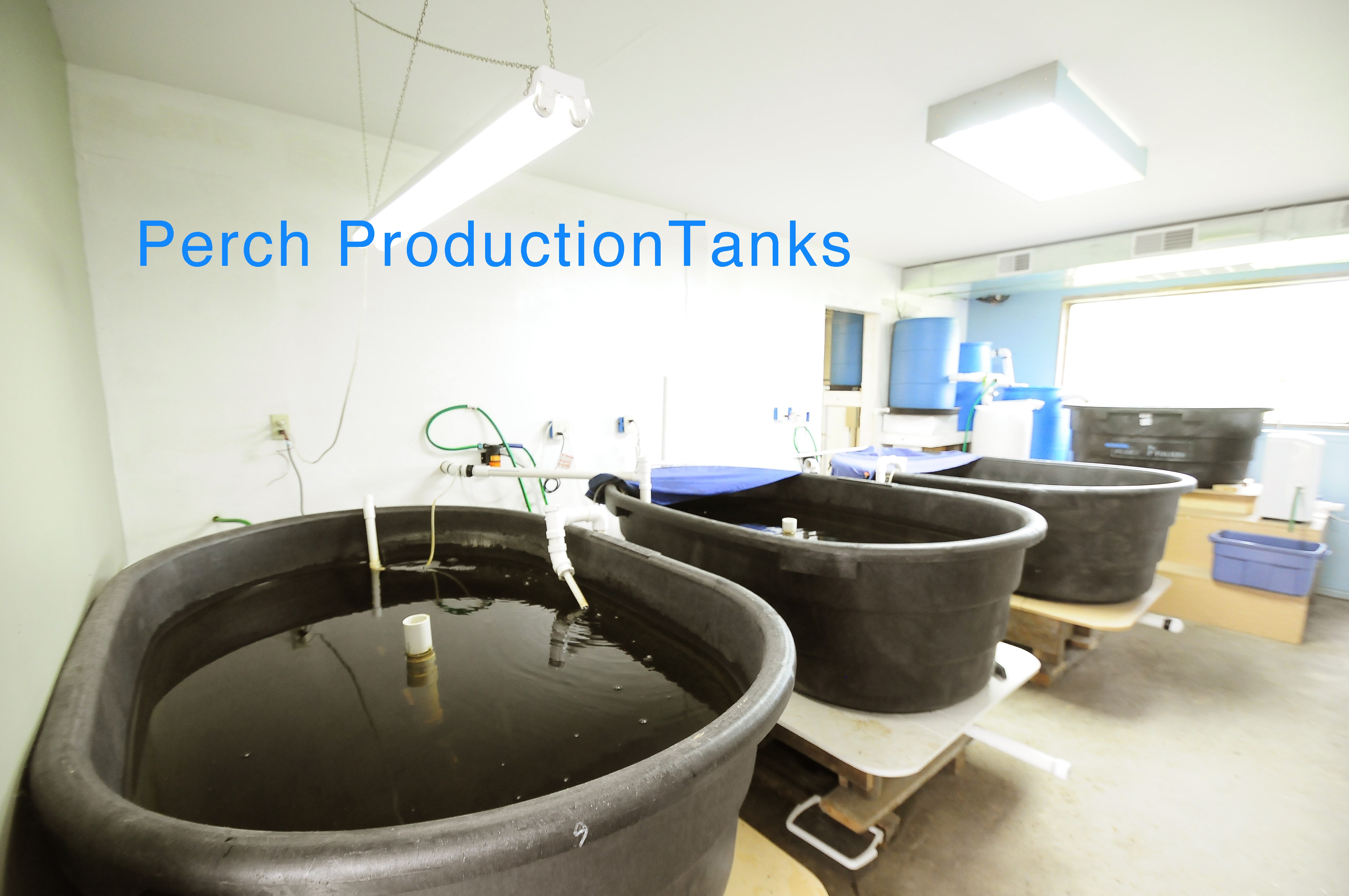 perch production tanks